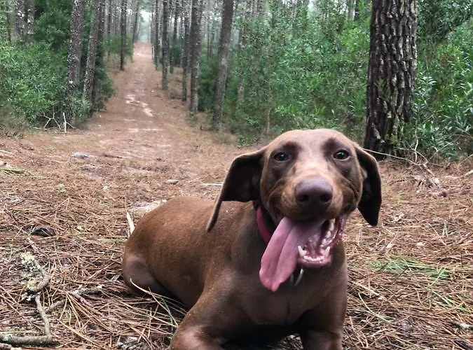 Villa Beachliving Cortegaca (Aveiro)